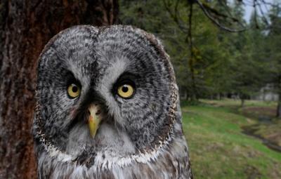 Great Gray Owls In Yosemite National Park Deemed To Be Distinct ...